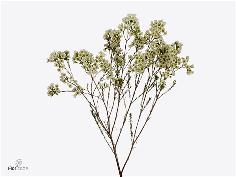 Chamelaucium Dawn Pearl c723