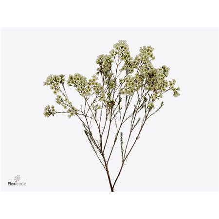 Chamelaucium Dawn Pearl c724