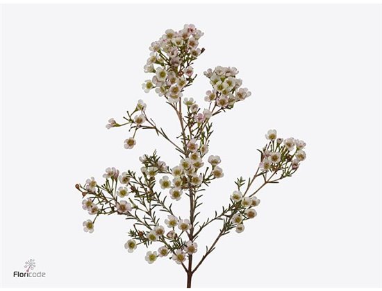 Chamelaucium Morning Delight c725