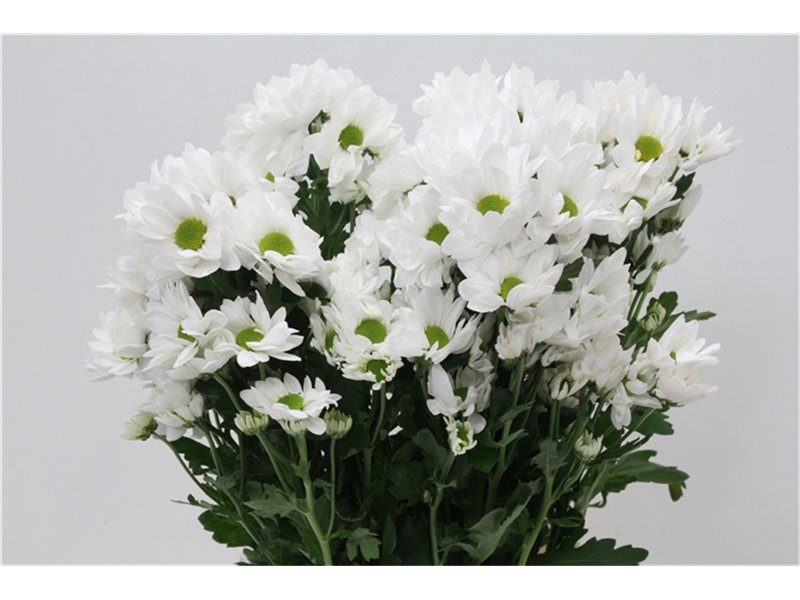 Marjetka T Resq White c753