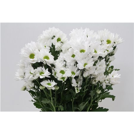 Marjetka T Resq White c753