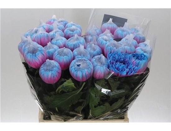 Marjetka deco Antonov Dyed Bubblegum c787