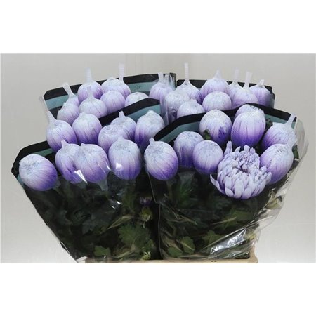 Marjetka deco Antonov Dyed Pastel Milka c797