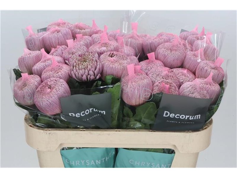 Marjetka deco Couture c822