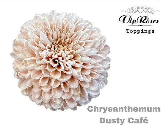 Marjetka deco Dusty Cafe c823