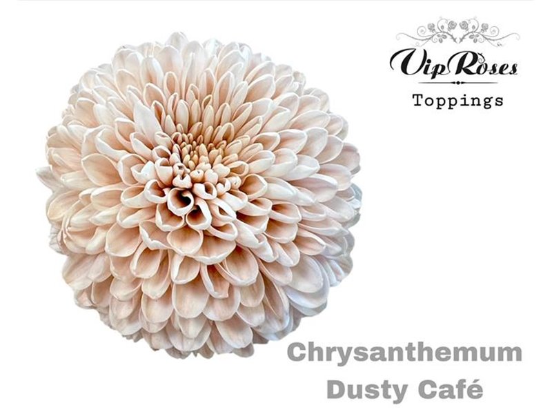Marjetka deco Dusty Cafe c823