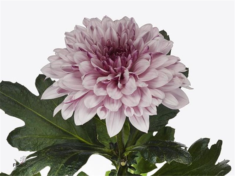 Marjetka deco Pastelmix c842