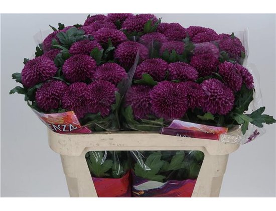 Marjetka deco Roxo c851