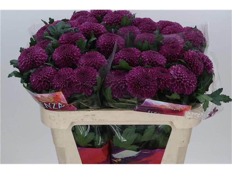 Marjetka deco Roxo c851