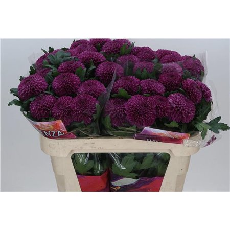 Marjetka deco Roxo c851