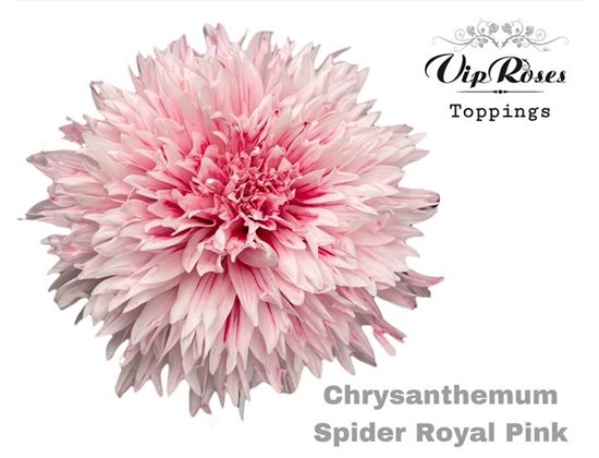 Marjetka deco Spider Royal Pink c859