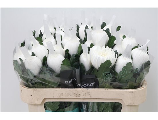 Marjetka deco Stravina c860