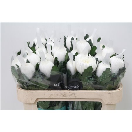 Marjetka deco Stravina c860