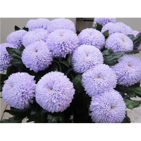 Marjetka deco Superbowl Sweet Milka c867