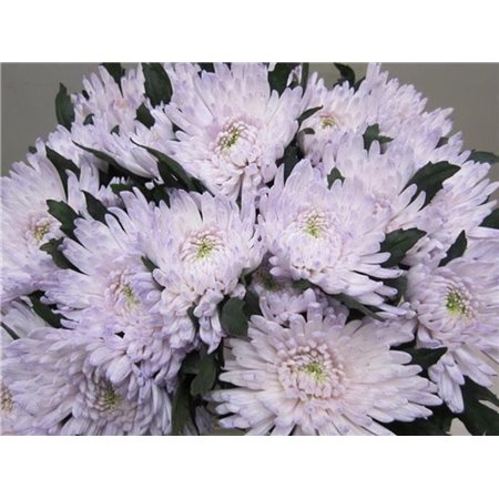 Marjetka deco Topspin G Sweet Milka c882