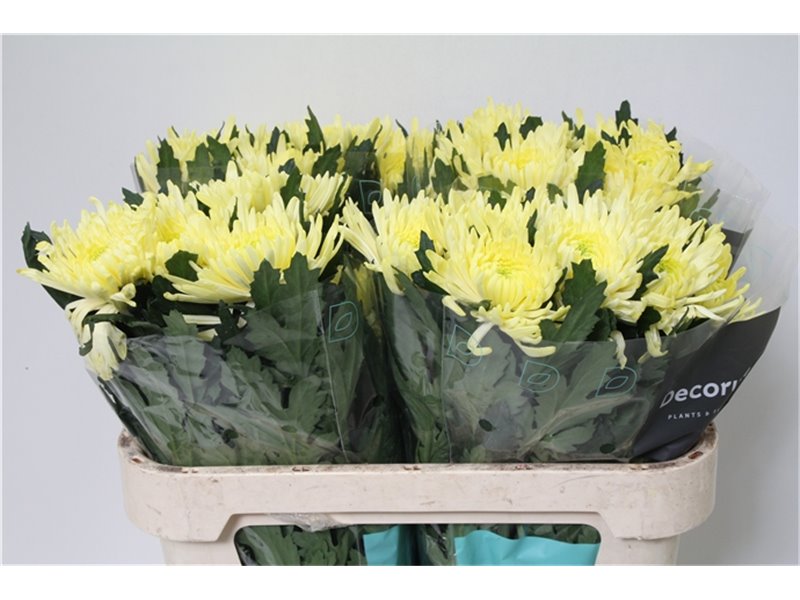 Marjetka deco Topspin Yellow c892