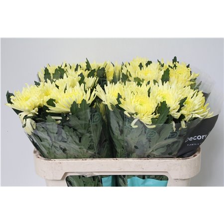 Marjetka deco Topspin Yellow c892