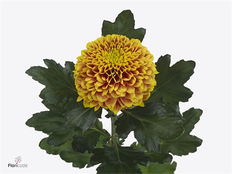 Marjetka deco Topspin Yellow c893