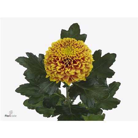 Marjetka deco Topspin Yellow c893