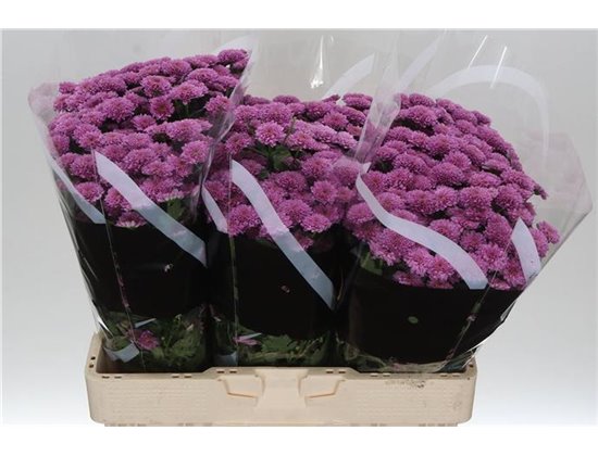 Marjetka santini Miller Lavender c939