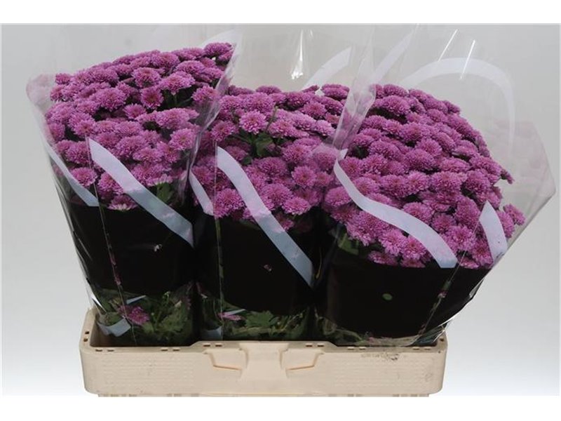 Marjetka santini Miller Lavender c939