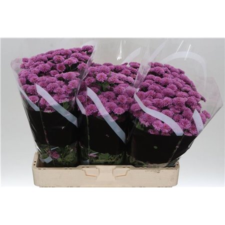 Marjetka santini Miller Lavender c939