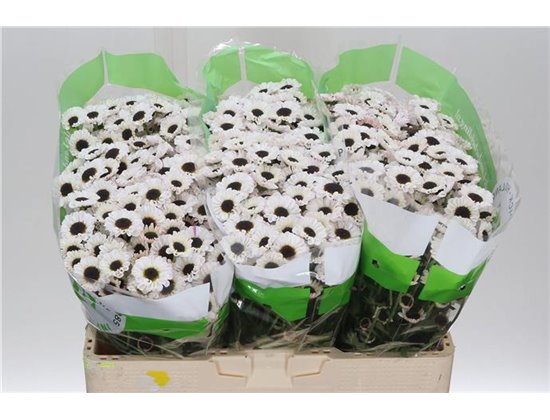 Marjetka santini Patrese White c945