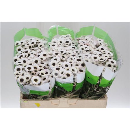 Marjetka santini Patrese White c945