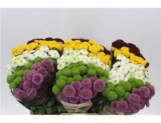Marjetka santini Pompon Mixed in Bunch c948