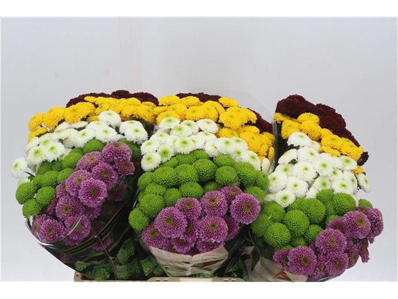 Marjetka santini Pompon Mixed in Bunch c948