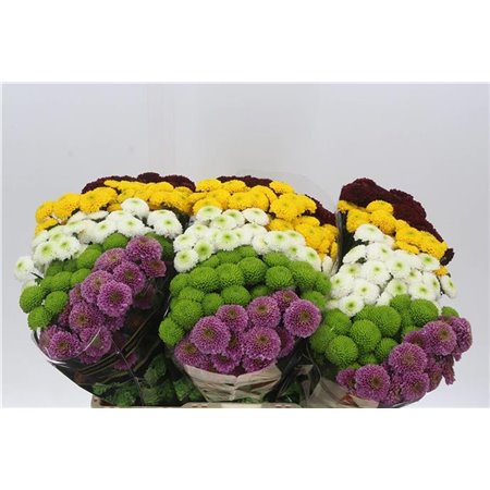 Marjetka santini Pompon Mixed in Bunch c948