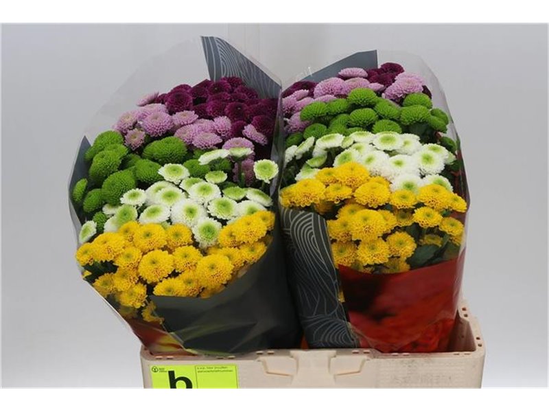 Marjetka santini Pompon Mixed X L c949