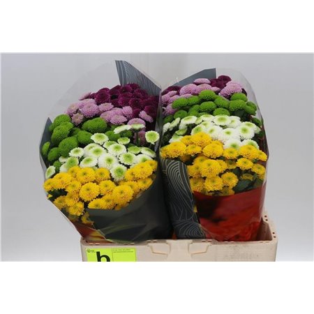 Marjetka santini Pompon Mixed X L c949