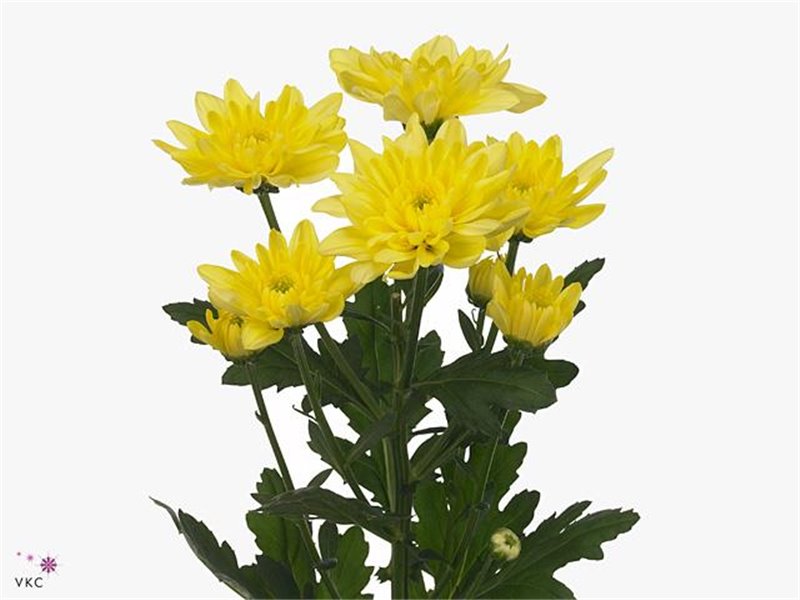 Marjetka T Baltica Yellow c1023