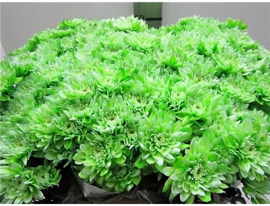 Marjetka T Euro Green c1036