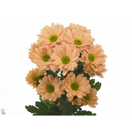 Marjetka T Ilonka c1051