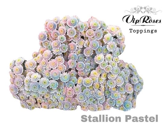 Marjetka T Stallion Pastel c1080