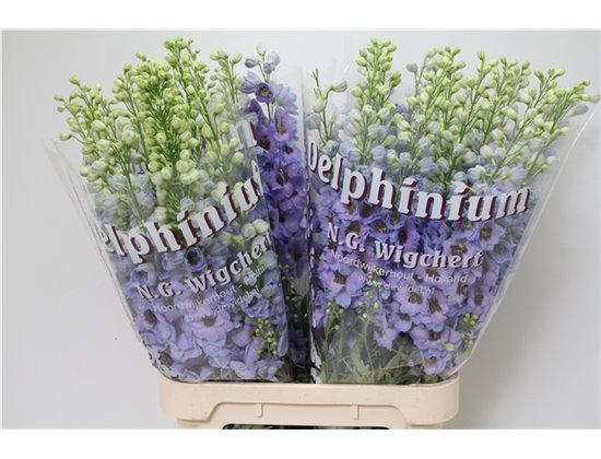 Delphinium Du Dew Blue Smile c1233