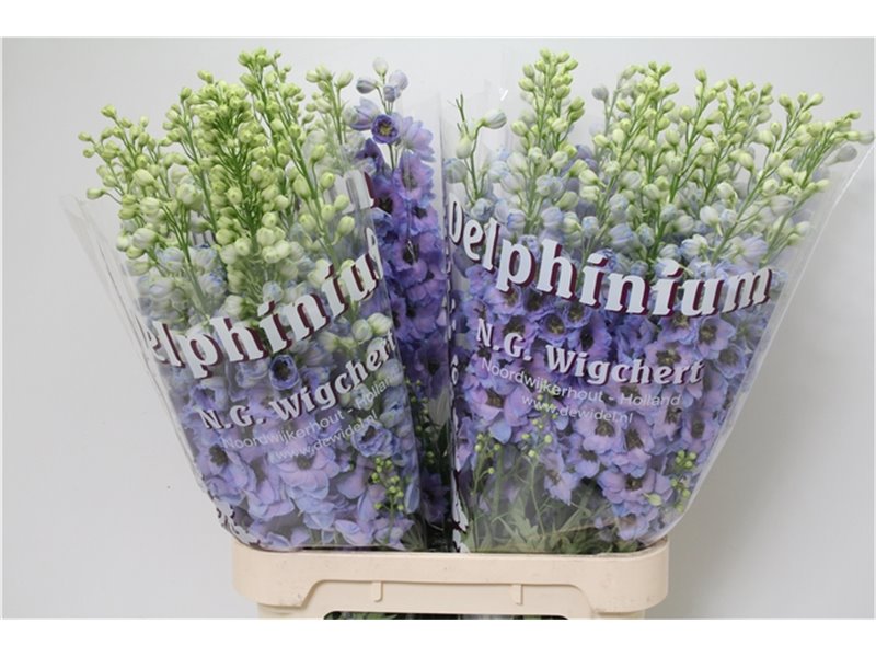 Delphinium Du Dew Blue Smile c1233