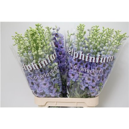 Delphinium Du Dew Blue Smile c1233