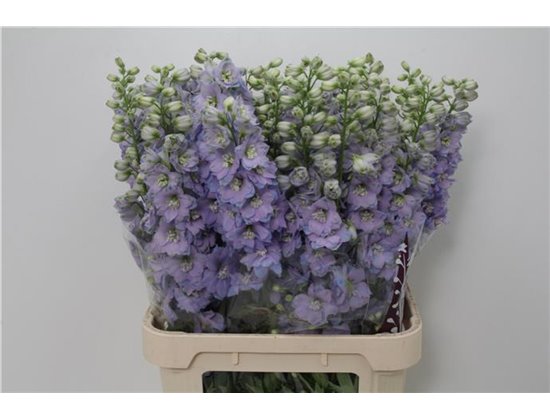 Delphinium Du Dew Lavender Smile c1234