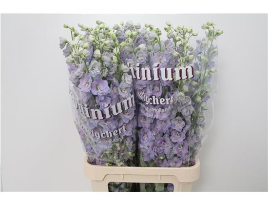 Delphinium Du Dew Lavender Smile c1235