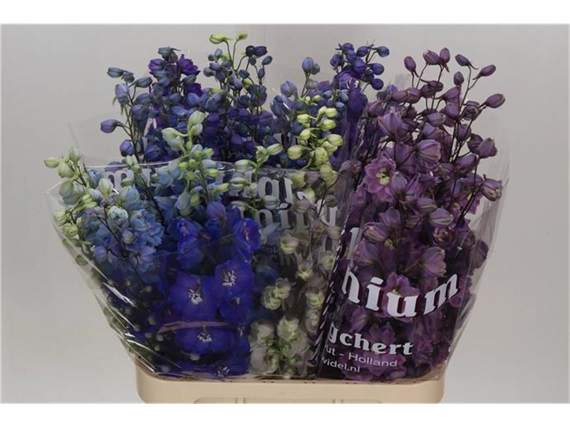 Delphinium Du Mixed c1237