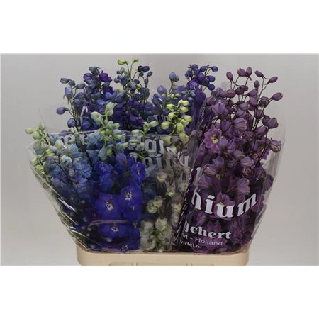 Delphinium Du Mixed c1237