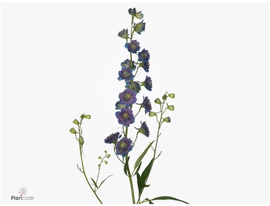 Delphinium Du Mixed c1238