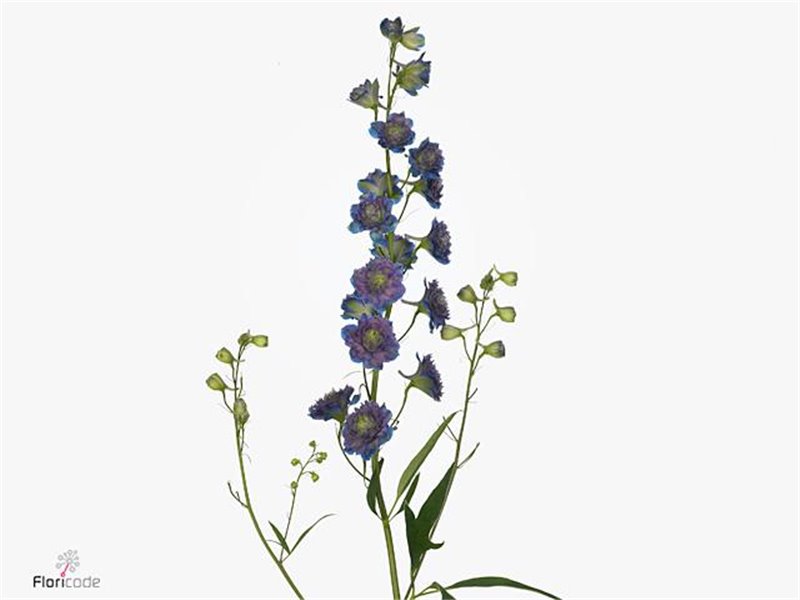 Delphinium Du Mixed c1238