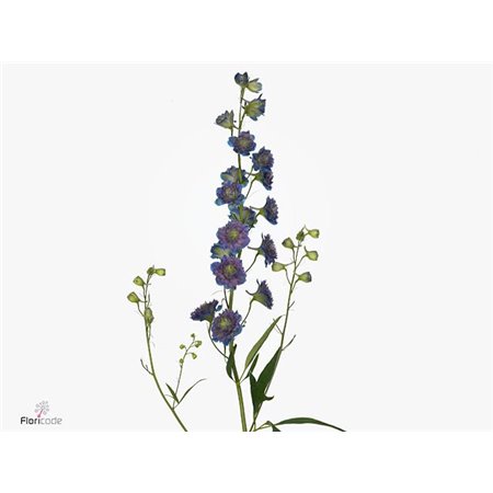 Delphinium Du Sw Sensation c1239