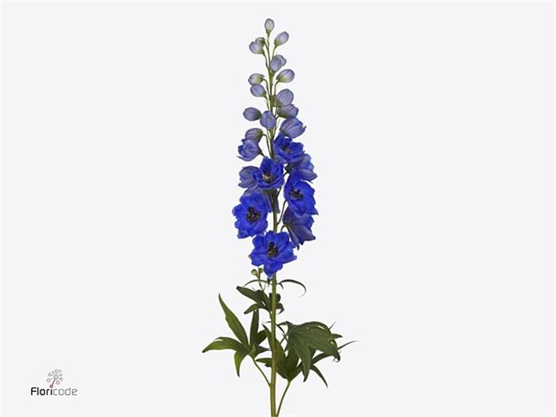 Delphinium Du Sw Sensation c1240