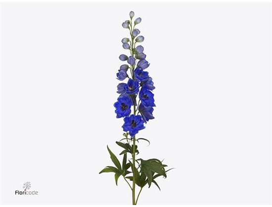 Delphinium El Delphinium Hollands Glorie c1241