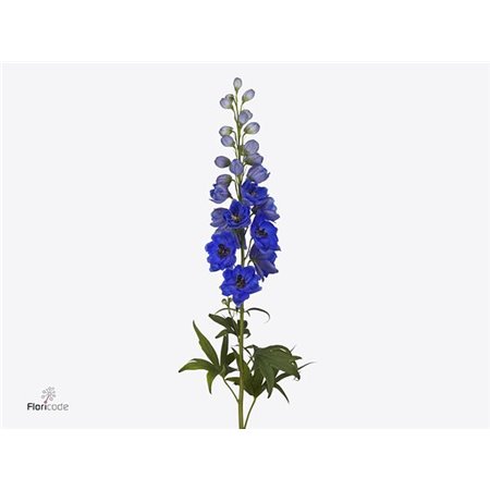Delphinium El Delphinium Hollands Glorie c1242